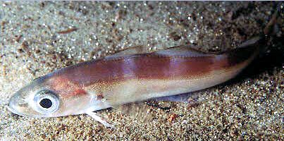 Trisopterus esmarkii_00002